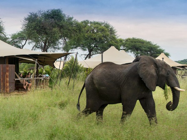 2 nights Hwange national park camping tour from Victoria Falls