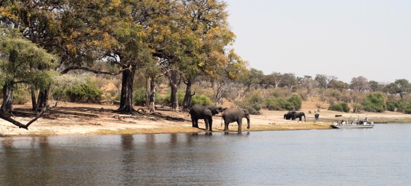 Chobe day trip from Livingstone Zambia